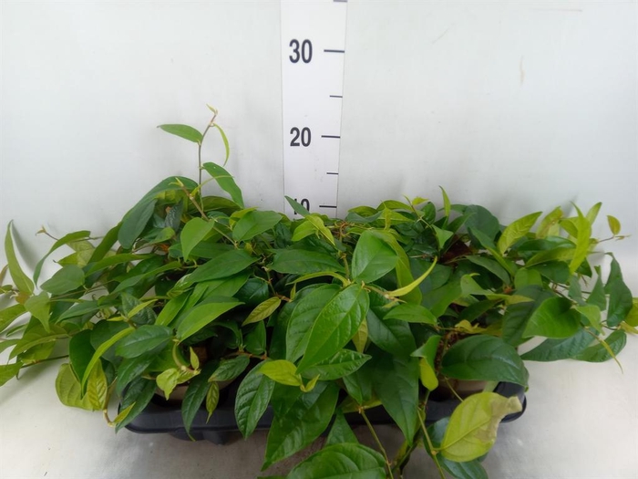 <h4>Ficus sagittata</h4>