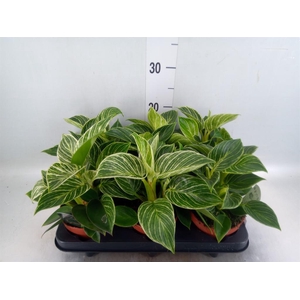 Philodendron   ...