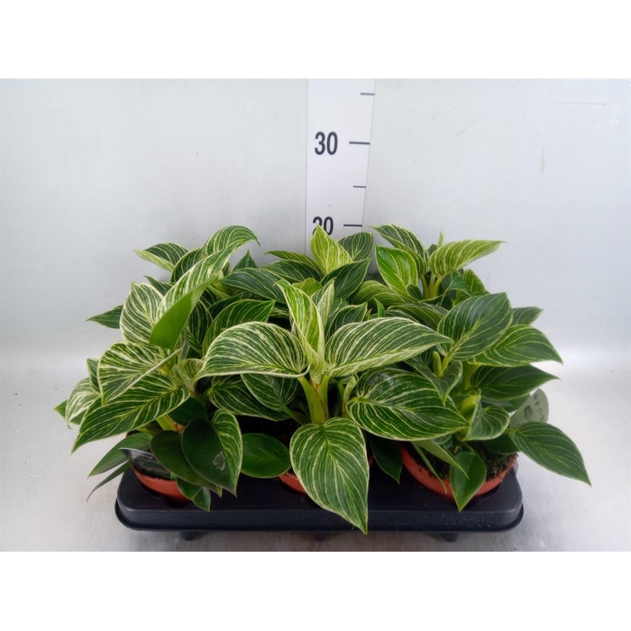 <h4>Philodendron   ...</h4>