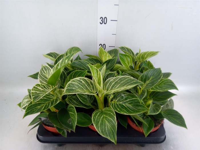 <h4>Philodendron ...</h4>