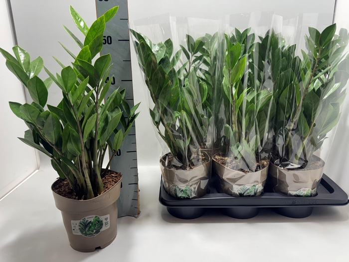 <h4>ZAMIO ZAMIIFOLIA</h4>