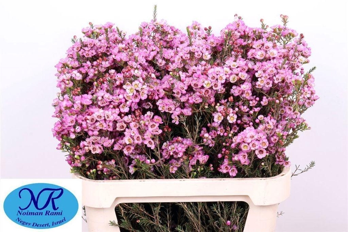 <h4>Chamelaucium Adi</h4>