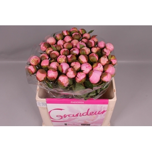 Paeonia Angel Cheeks | Heavy Quality