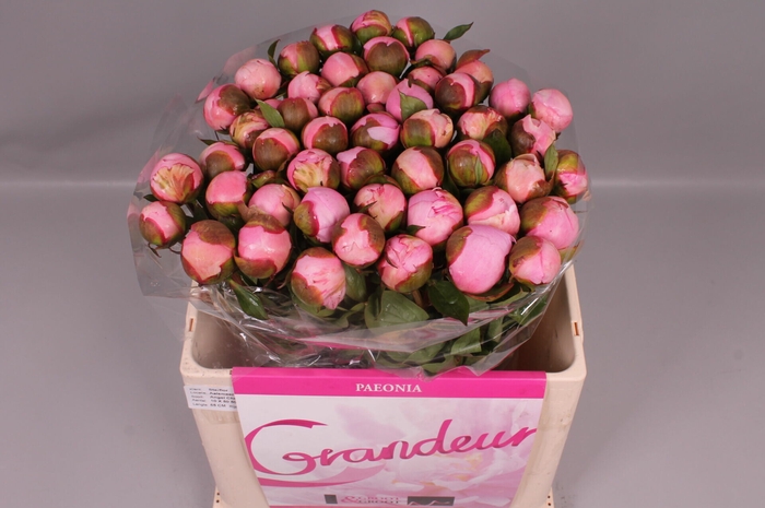 <h4>Paeonia Angel Cheeks | Heavy Quality</h4>