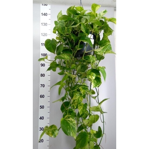 Epipremnum pinn. 'Marble Queen'  HG