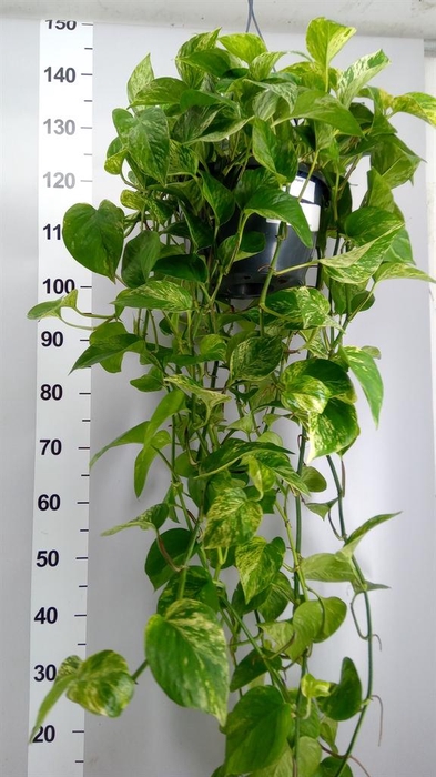 <h4>Epipremnum pinn. 'Marble Queen'  HG</h4>
