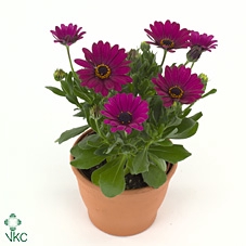 osteospermum Paars TST