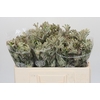 Anigozanthos Cape Gray Moss