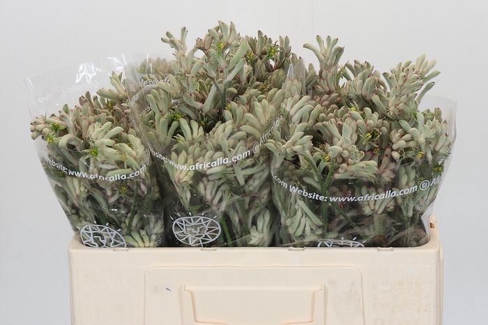<h4>Anigozanthos Cape Gray Moss</h4>
