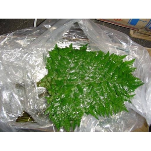 Greens - Ngogolo Fern