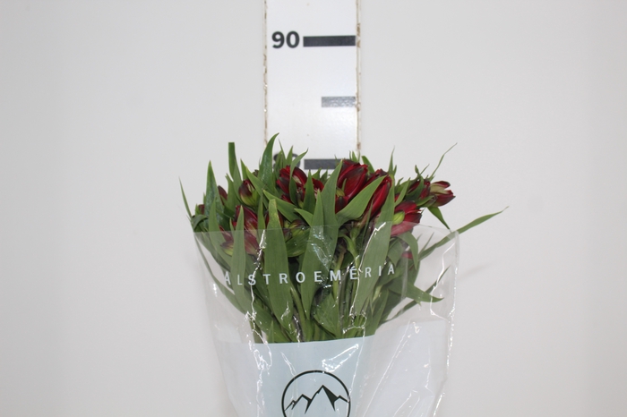 <h4>ALSTROEMERIA BAHIA 080 CM</h4>