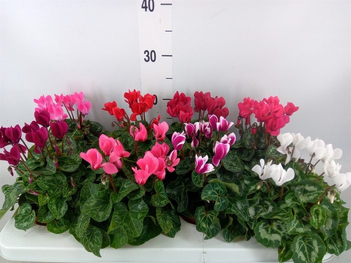 <h4>Cyclamen KL 'Compact'</h4>