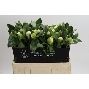 Paeonia Lact. Bridal  Shower