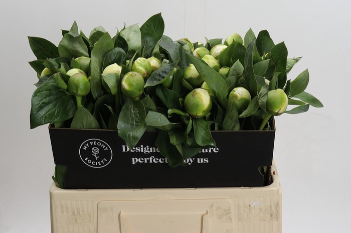 <h4>Paeonia Lact. Bridal  Shower</h4>