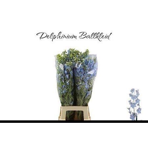 Delph En Ballkleid 80cm