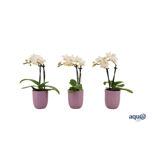 Hugo Lavender Tiny Dolls Wit 2T12+ Aqu@