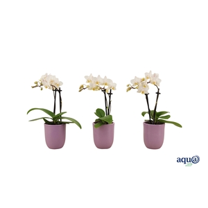 Hugo Lavender Tiny Dolls Wit 2T12+ Aqu@