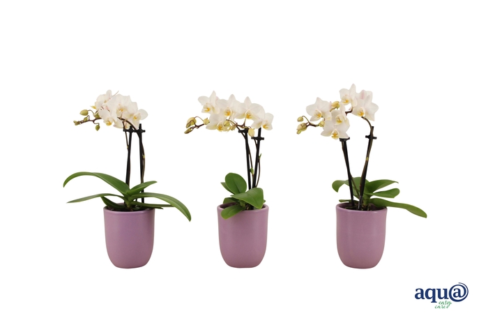 <h4>Hugo Lavender Tiny Dolls Wit 2T12+ Aqu@</h4>