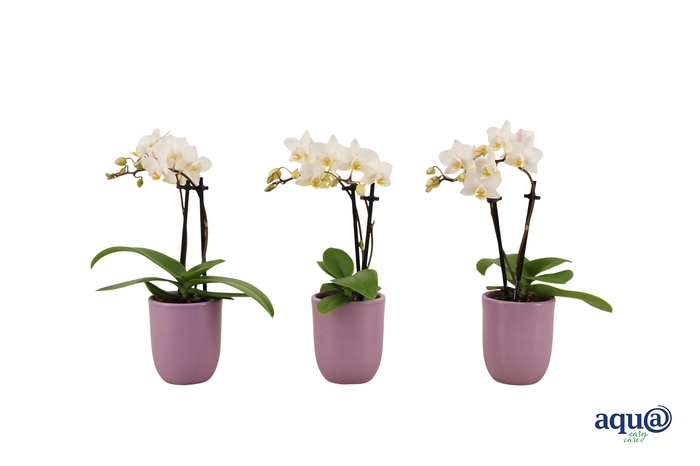 <h4>Hugo Lavender Tiny Dolls Wit 2T12+ Aqu@</h4>