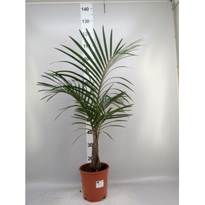 Mascarena verschaffeltii