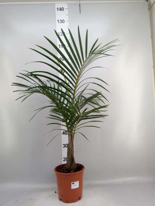 <h4>Mascarena verschaffeltii</h4>
