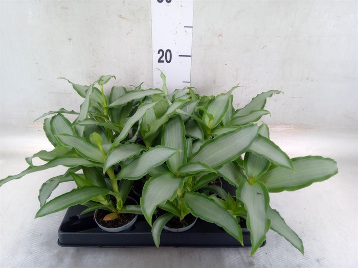 <h4>Tradescantia ...</h4>