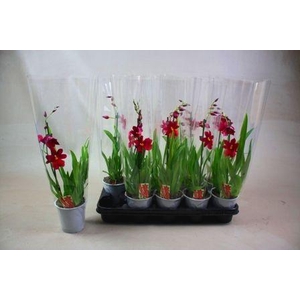 Cambria Nelly Isler 1T5+