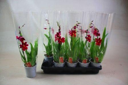 <h4>Cambria Nelly Isler 1T5+</h4>