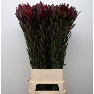 Leucad Safari Sunset Super