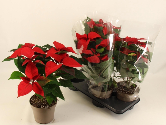 <h4>EUPHOR P CHR EVE</h4>