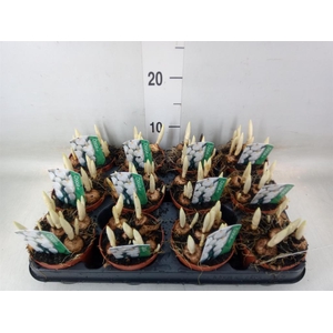 Crocus vernus 'Jeanne d'Arc'