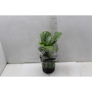 CALATHEA ORBIFOLIA P17