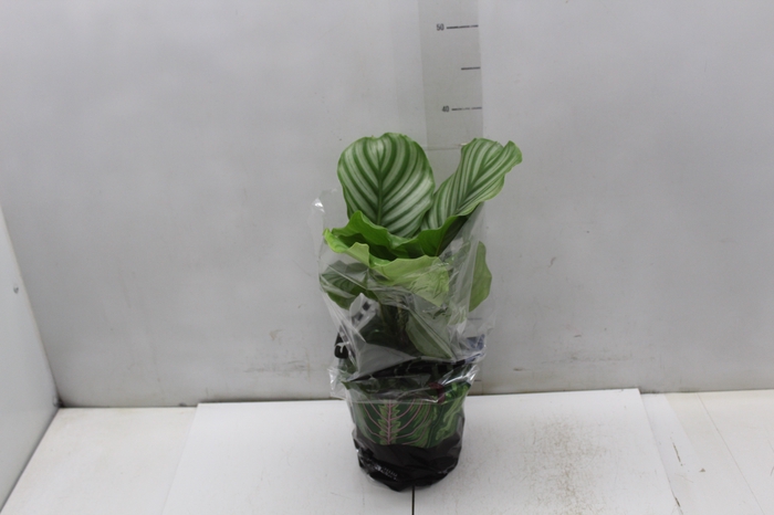 <h4>CALATHEA ORBIFOLIA P17</h4>