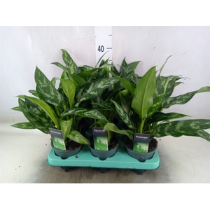 Aglaonema  'Maria'