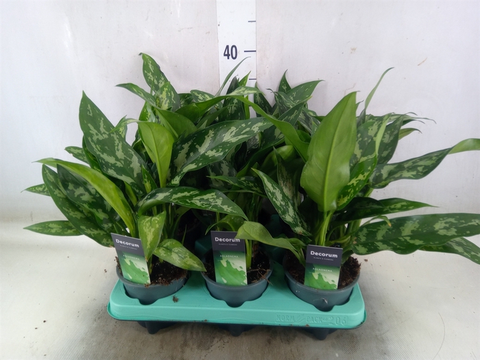 <h4>Aglaonema  'Maria'</h4>