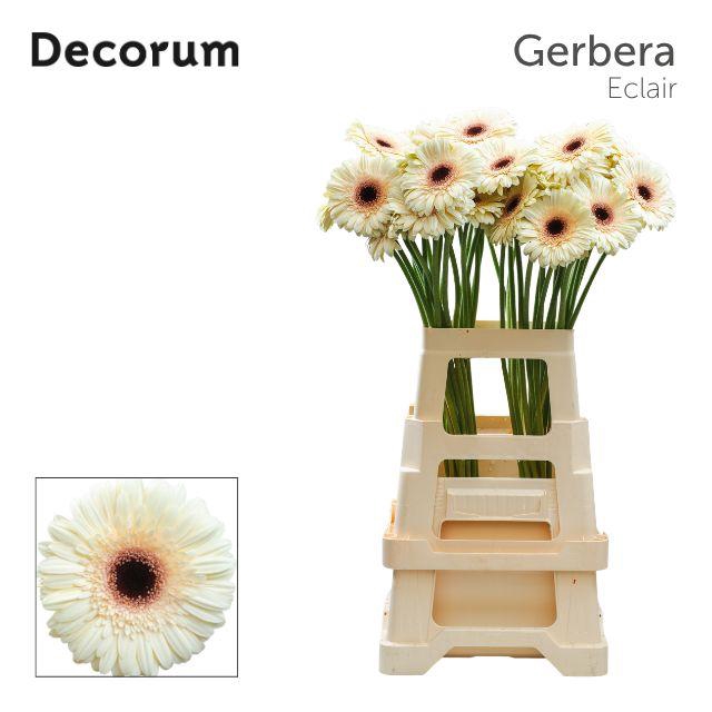 <h4>Gerbera Eclair Water x40 Lang</h4>