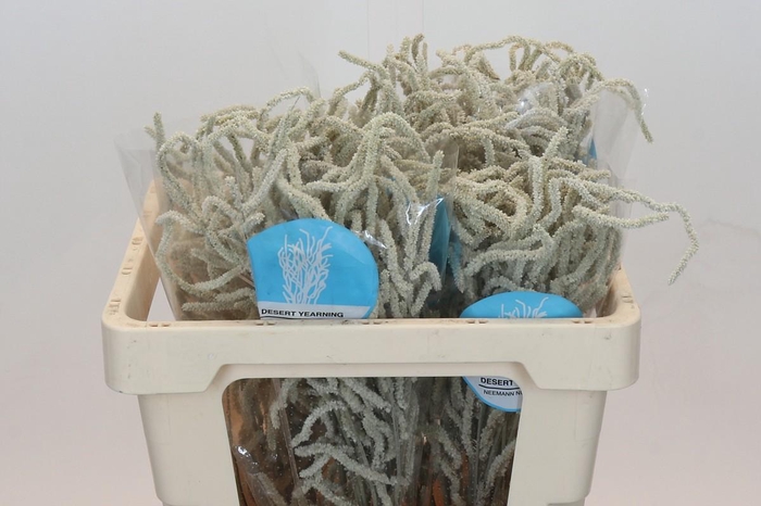 <h4>Amaranthus Yearming Desert</h4>