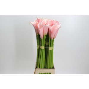 Zantedeschia Eydolls Pink