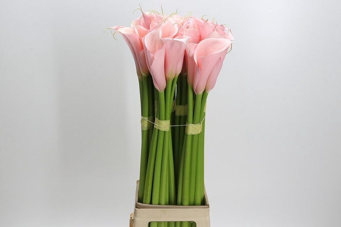 <h4>Zantedeschia Eydolls Pink</h4>