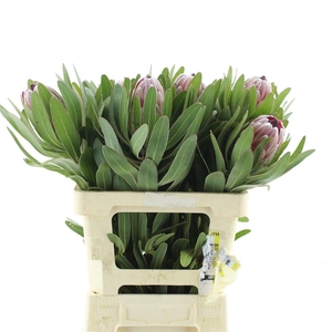 Protea Pink Ice