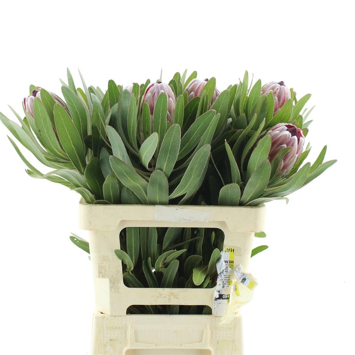 <h4>Protea Pink Ice</h4>