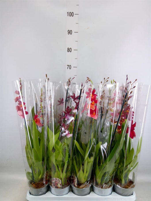 <h4>Cambria   ...mix</h4>