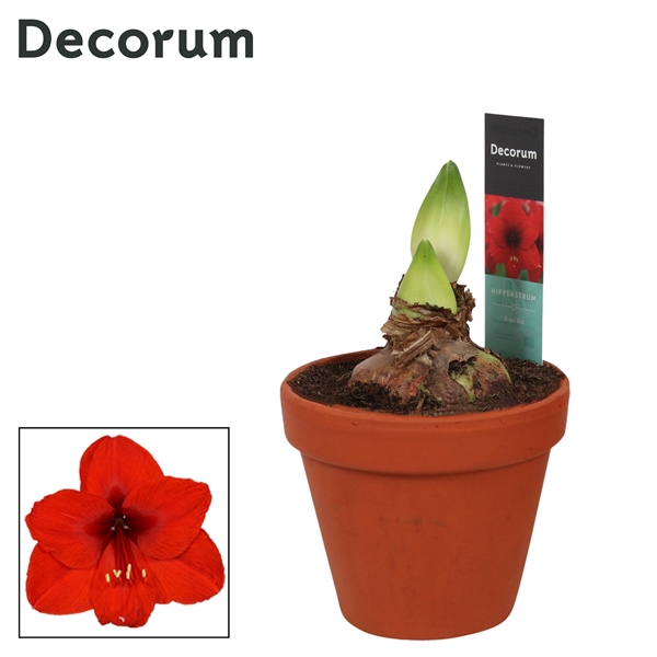 <h4>Hippeastrum Royal Red 2 Knop Terracotta Steen OP (Decorum)</h4>