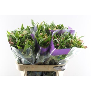 Alstr Avianna (l.rose)