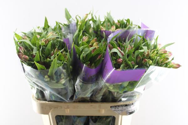 <h4>Alstr Avianna (l.rose)</h4>