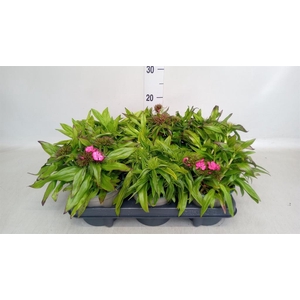 Dianthus barb.