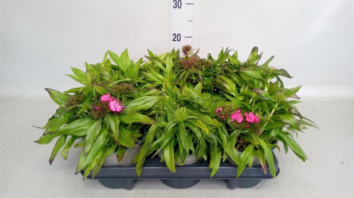 <h4>Dianthus barb.</h4>