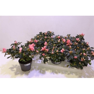 arr8 Rhodo Si Thesla