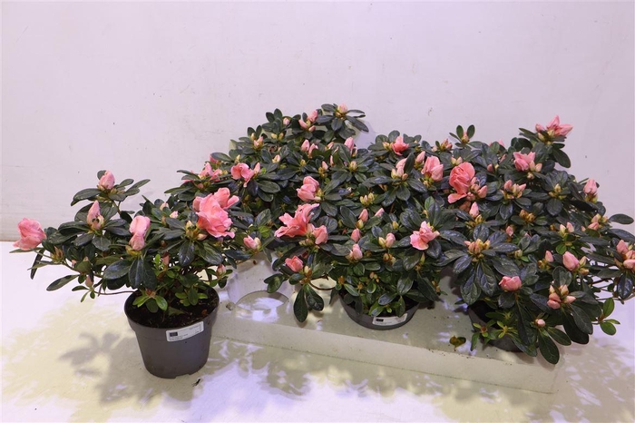 <h4>arr8 Rhodo Si Thesla</h4>