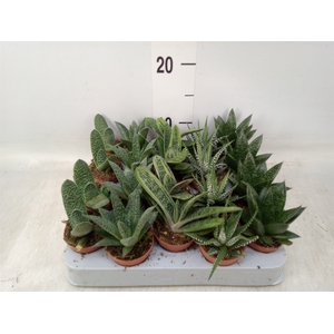 Aloe   ...mix